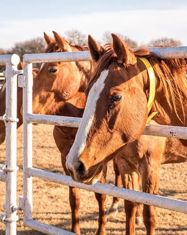 Lancaster Ranch - Pilot Point Cutting Horse