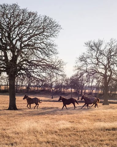 Lancaster Ranch Services