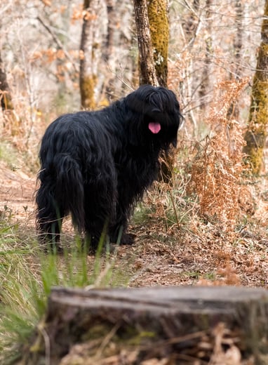 Griffon tirant la langue lors d'une sortie près de Martignas-sur-Jalles