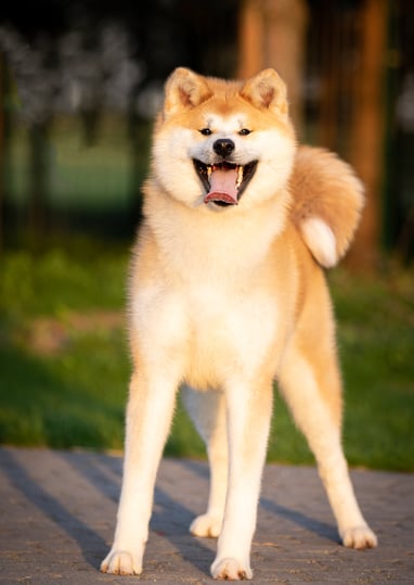 Akita best sale inu kaina