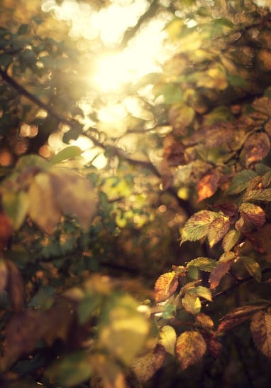 early autumn