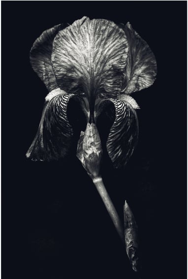 A black and white still life photo of an iris flower