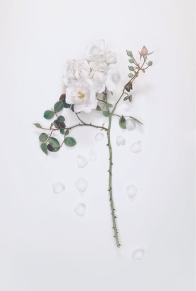 a photo of a wild rose
