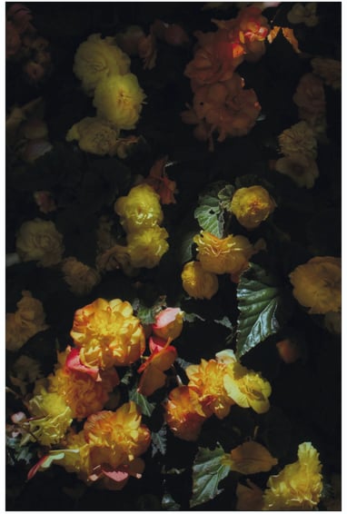 A dark and moody photograph of begonias