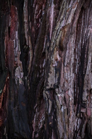 écorce d'arbre marron en automne