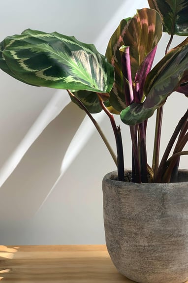 pianta di calathea con vaso grigio su tavolo di legno