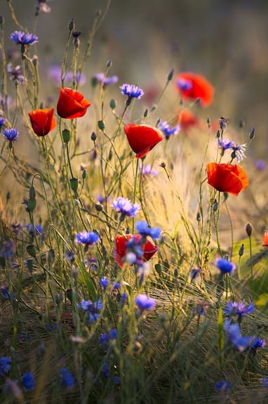 summer flowers field