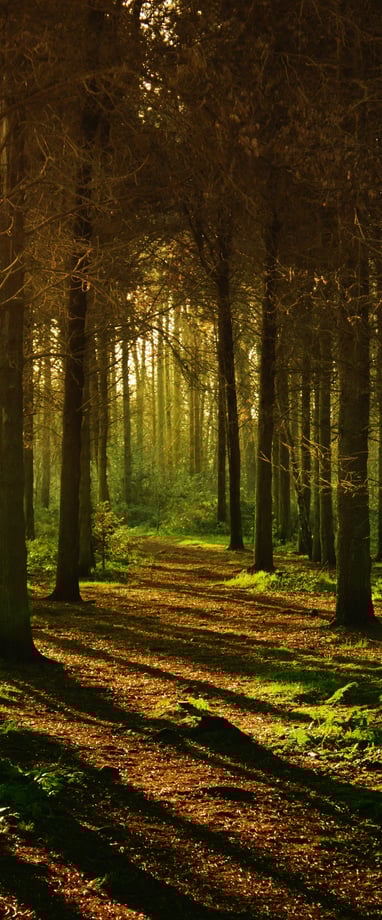 Foto von Anthony von Pexels
