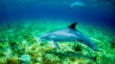 Encuentro con delfines