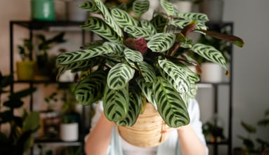 Plante d'intérieur