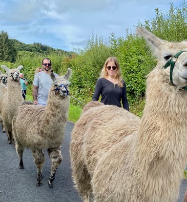 a group of alpacas walking down a road with families