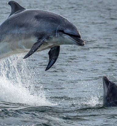 a dolphin jumping out of the water