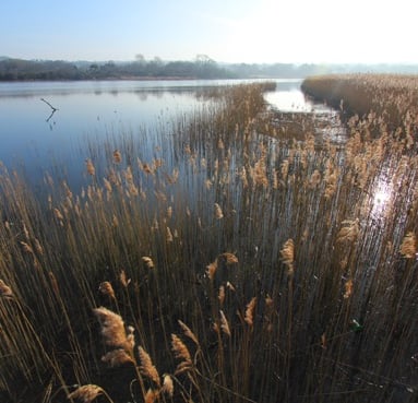 Teifi Marshes with tall grass and a bird on the ground