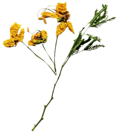 dried marigold