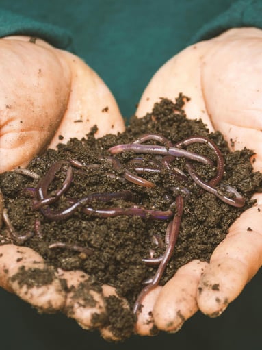 Worm castings with live worms