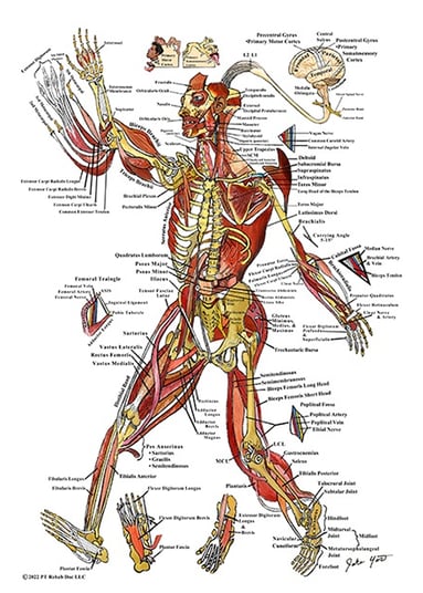 Muscle Human Anatomy Illustration