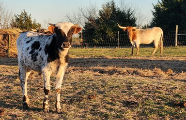 Proud Miniature Longhorn bull calf