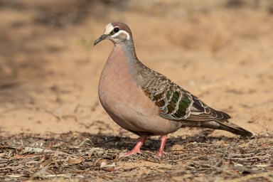 Bronzewing Pigeons