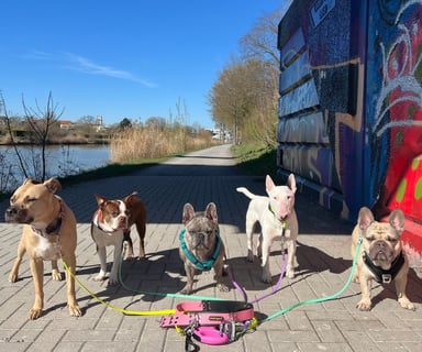 5 Hunde beim Dogwalking in Hannover