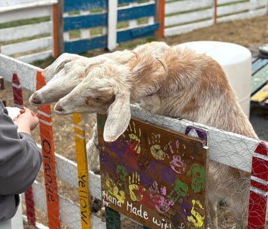 two goata sticking their head over a fence towards a hand with a treat