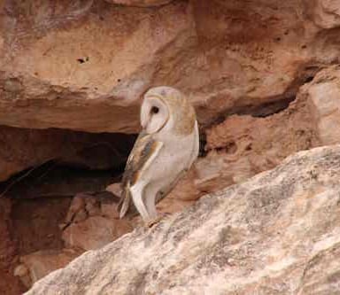 Australian Masked Owl at Nullarbor cave entrance