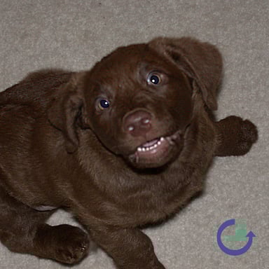 puppy grinning
