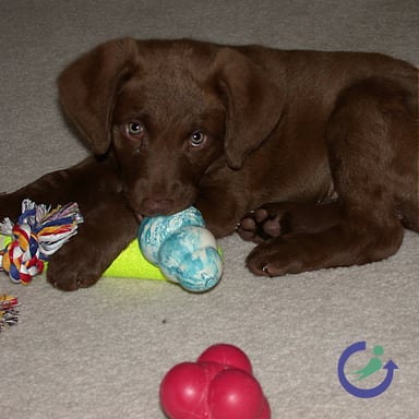 puppy with toys