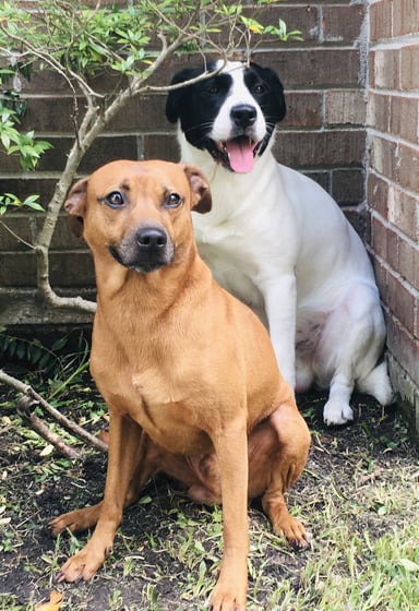 two dogs sitting next to each other on a brick wall helping you secure health benefits