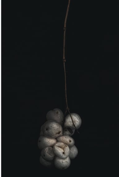 A black and white composition of berries