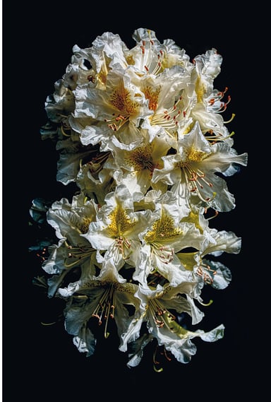 A composition of rhododendron flowers. Black and white and yellow