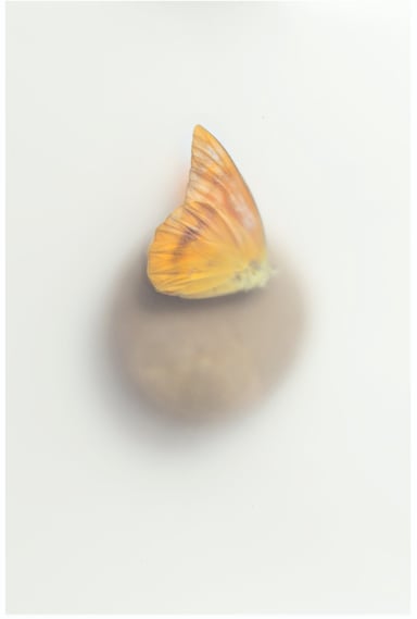 a photograph of a dead butterfly lying on a rock