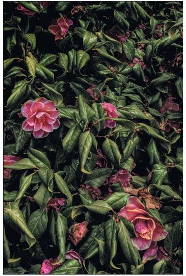 Pink and white flowers and rich green leaves