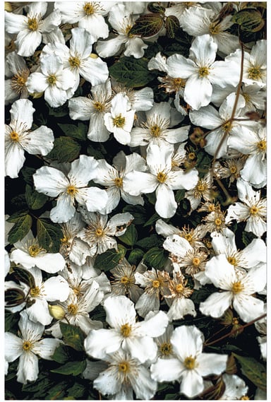 flowers and leaves in a painterly manner
