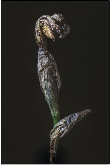 a photo of a dying iris flower. Abstract and expressionist