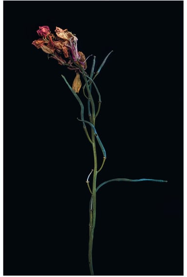 a photograph of a dying iris flowert