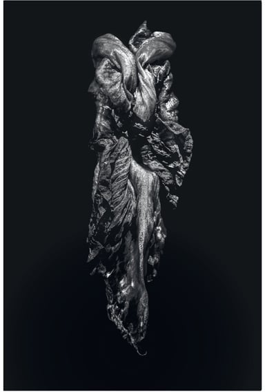 a photo of a dying iris flower. Abstract and expressionist