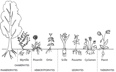 Types de plantes en période de végétation
