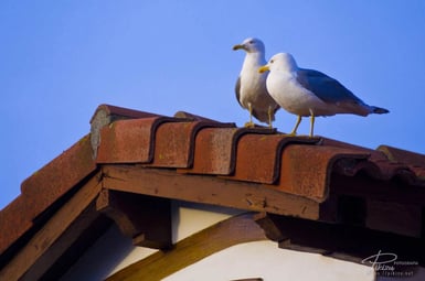 Gaviotas