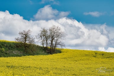Campo de colza