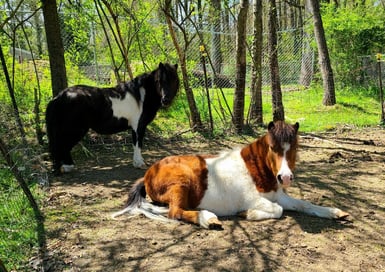 Health Vibes - miniature mini-horses recognized as service animals