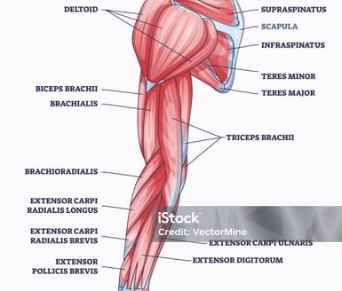 forearm muscles illustration