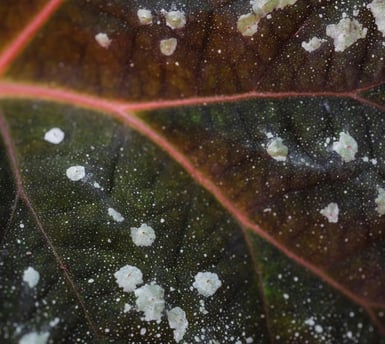 fungal spots on a plant leaf