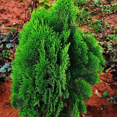 Cedar plant showing pan like branches and scaly leaves