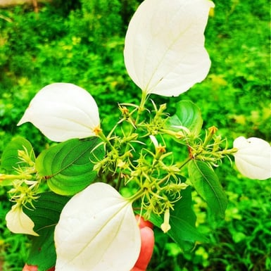 Mussaenda frondosa plant where one of the their five sepals modified into white petal like form