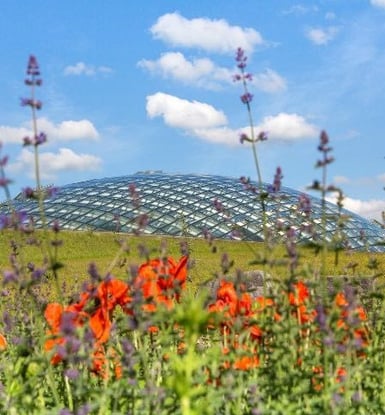 a field with wild flowers and a dome shaped glass structure