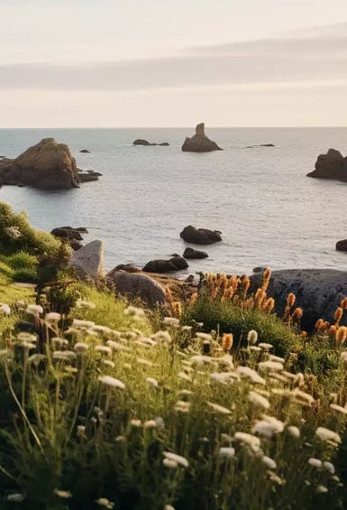 Magnifique vue de la Presqu'île de Crozon, on y voit de la végétation en bord de mer et des roches