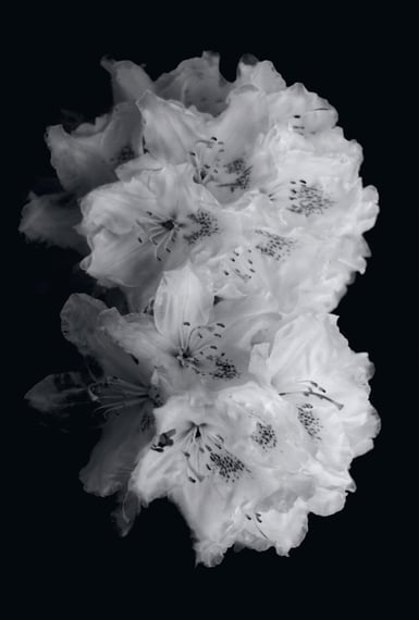 a black and white photo of rhododendron flowers