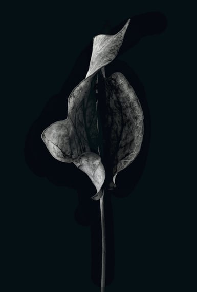 A still life image of an autumn leaf. Black and white