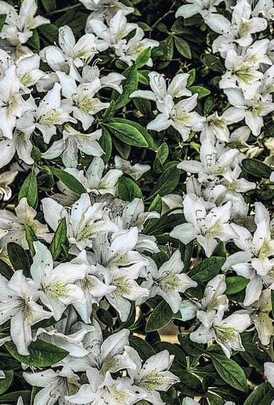 Flowers photographed to look like a painting. Green and white