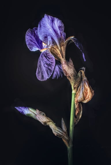 a photograph of a dying iris flower